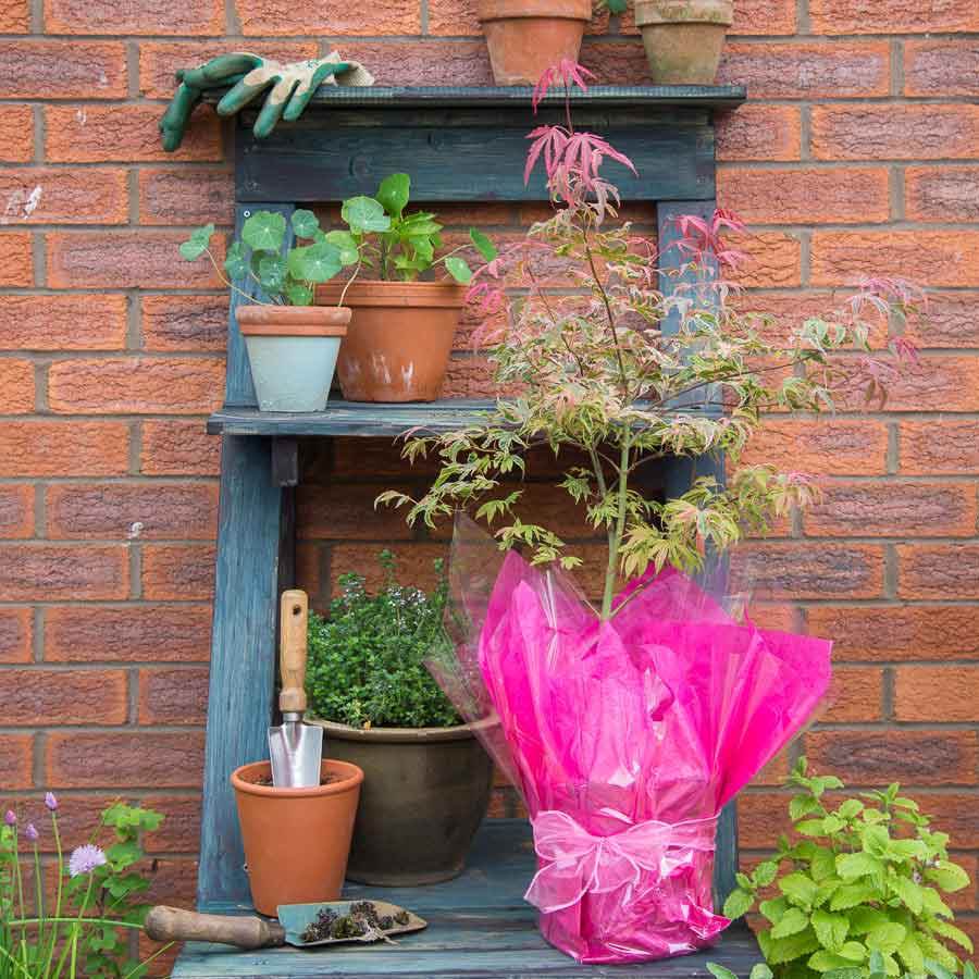 Shirazz Japanese Maple Tree Gift - Acer Tree Gift - Tree2mydoor