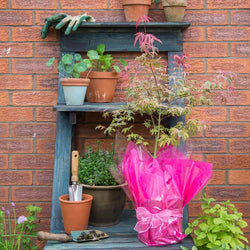 Shirazz Japanese Maple Tree Gift - Acer Tree Gift - Tree2mydoor