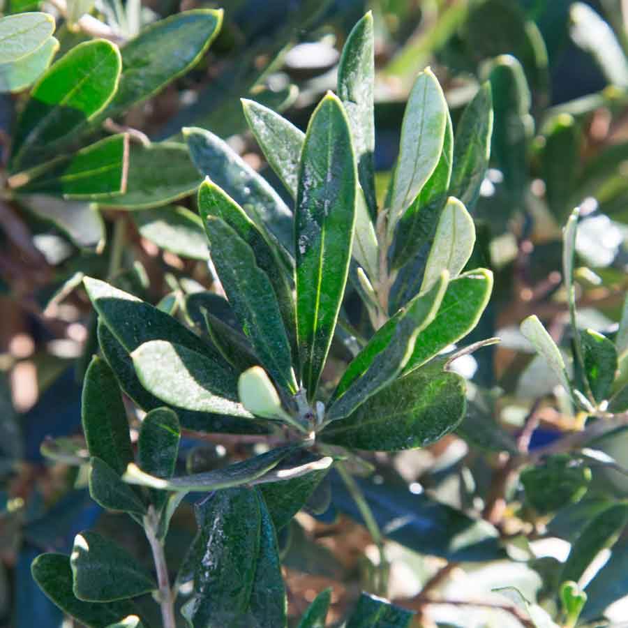 Christmas Olive Tree Gift Small (2L pot 50cm height) - Olive Tree Gift - Tree2mydoor