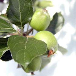 Dwarf Apple Tree Gift - Fruit Tree Gift - Tree2mydoor