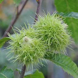 Regal Sweet Chestnut Tree Gift - Ornamental tree - Tree2mydoor