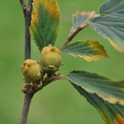 Witch Hazel Tree Gift - Gardeners Club - Tree2mydoor