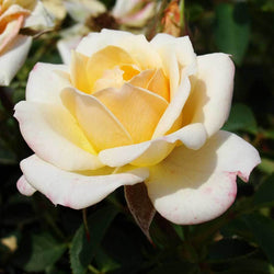 Belle of the Ball Rose Gift - Rose Bush Gift - Tree2mydoor