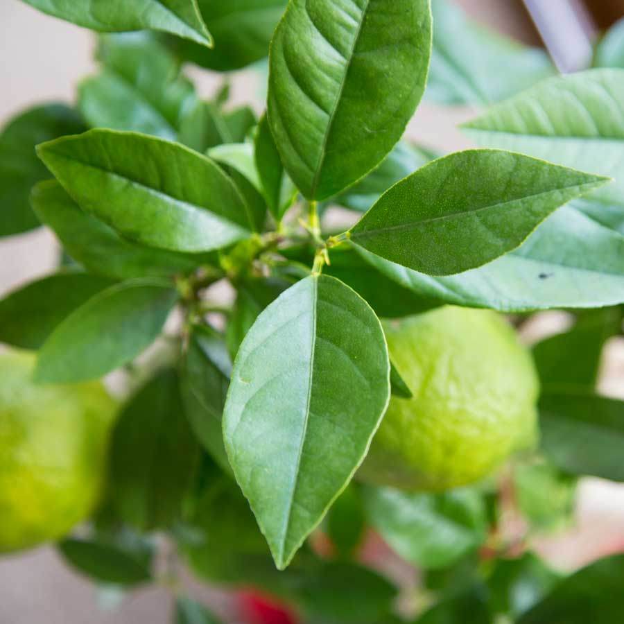 Red Lemon Tree Gift - Citrus Tree Gift - Tree2mydoor
