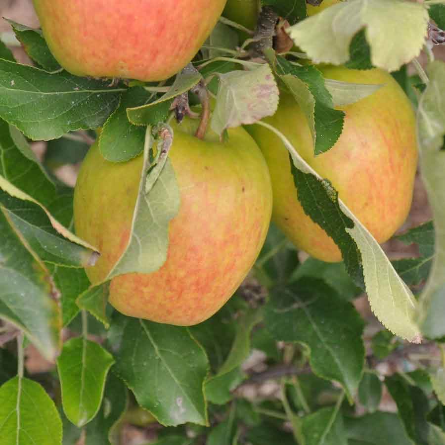 Royal Gala Apple Tree Gift - Fruit Tree Gift - Tree2mydoor