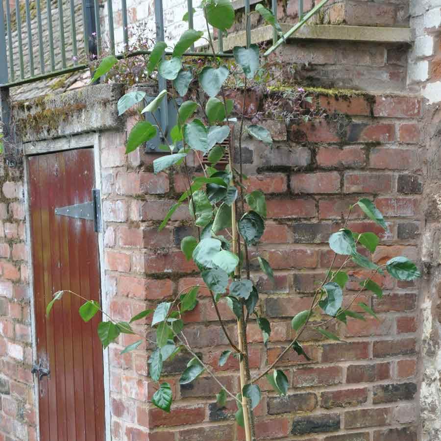 Snow Queen Birch Tree Gift - Gardeners Club - Tree2mydoor