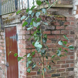 Snow Queen Birch Tree Gift - Gardeners Club - Tree2mydoor