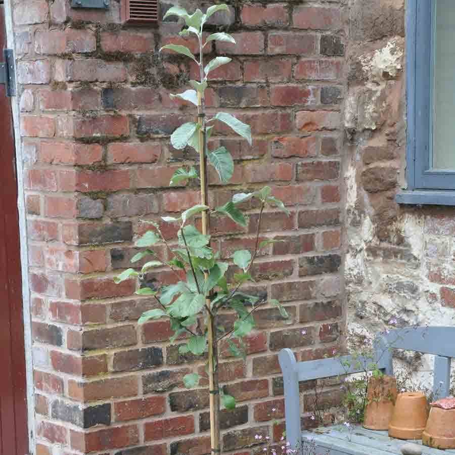 Whitebeam Tree Gift - Gardeners Club - Tree2mydoor