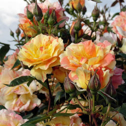 Hole In One Rose Gift - Rose Bush Gift - Tree2mydoor