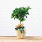 mini calamondin tree gift with hessian wrap