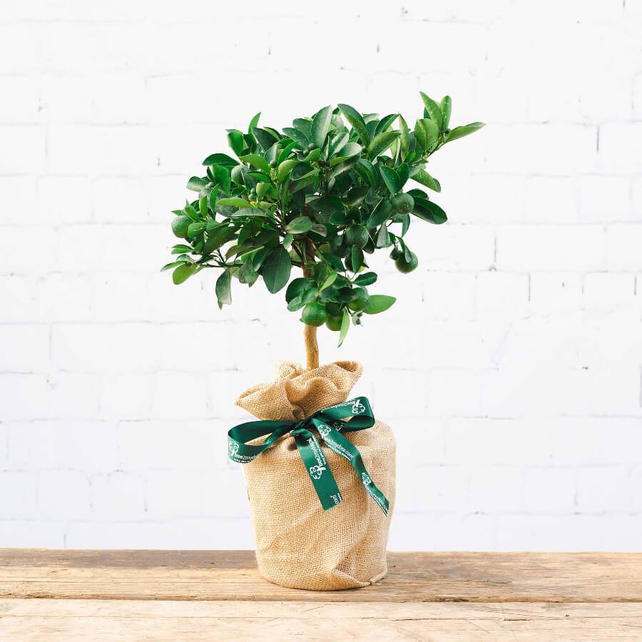 mini calamondin tree gift with hessian wrap