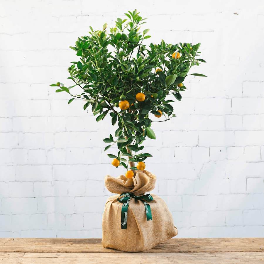 Calamondin Tree Gift - Citrus Tree Gift - Tree2mydoor