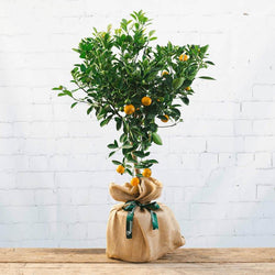 Calamondin Tree Gift - Citrus Tree Gift - Tree2mydoor