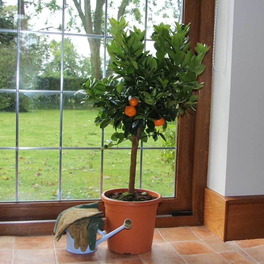 Calamondin Tree Gift - Citrus Tree Gift - Tree2mydoor