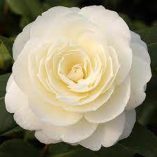 Golden Anniversary Camellia Gift - Camellia Tree Gift - Tree2mydoor
