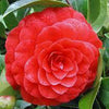 Camellia 'Happy Anniversary' Plant Gift