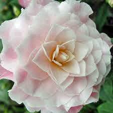 Happy Birthday Camellia Gift - Camellia Tree Gift - Tree2mydoor