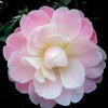 Camellia 'Magic Mum' Plant Gift
