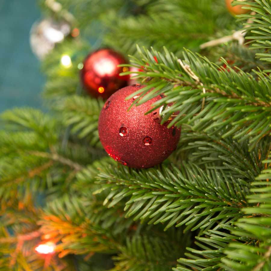 4ft Pot Grown Nordmann Fir Christmas Tree - Christmas Tree Gift - Tree2mydoor