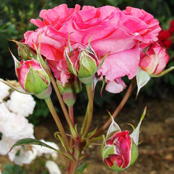 Just Married Rose Bush Gift - Rose Bush Gift - Tree2mydoor