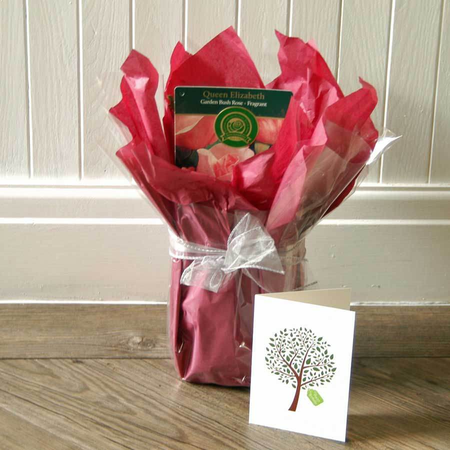Queen Elizabeth Rose Bush Gift - Rose Bush Gift - Tree2mydoor