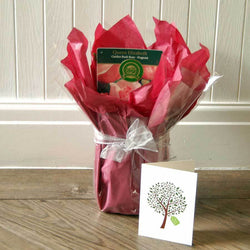 Queen Elizabeth Rose Bush Gift - Rose Bush Gift - Tree2mydoor