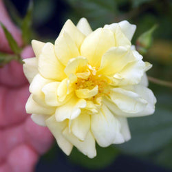 Golden Memories Rose Bush Gift - Rose Bush Gift - Tree2mydoor