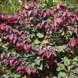 12L Cercis canadensis 'Forest Pansy' 1.5m - Gardeners Club - Tree2mydoor