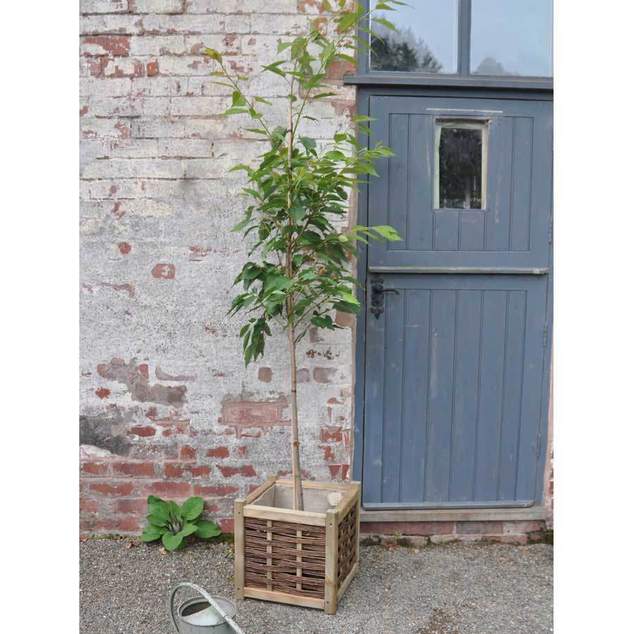 Winter Flowering Cherry Tree Gift - Gardeners Club - Tree2mydoor