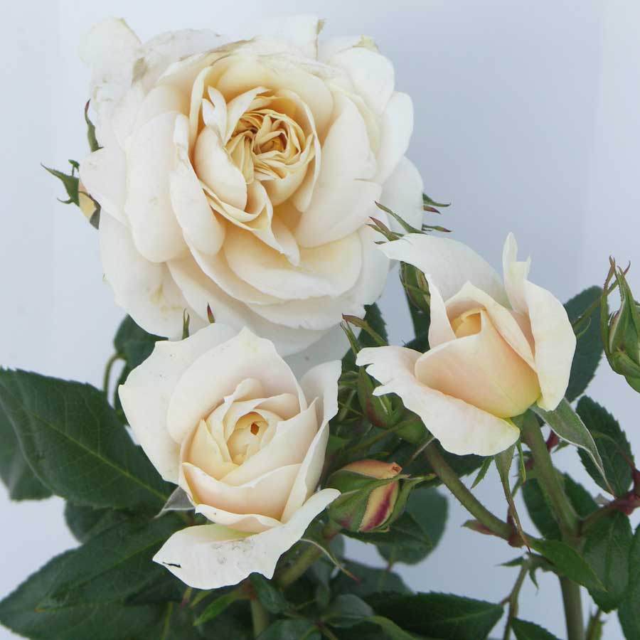 Champagne Moment Standard Rose Bush Gift - Rose Bush Gift - Tree2mydoor