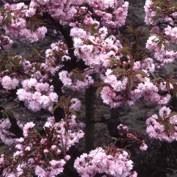 Cheals Weeping Cherry Tree