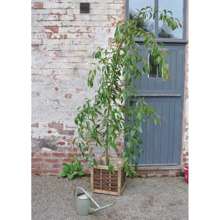 Weeping Cherry Tree Gift - Flowering Tree Gift - Tree2mydoor