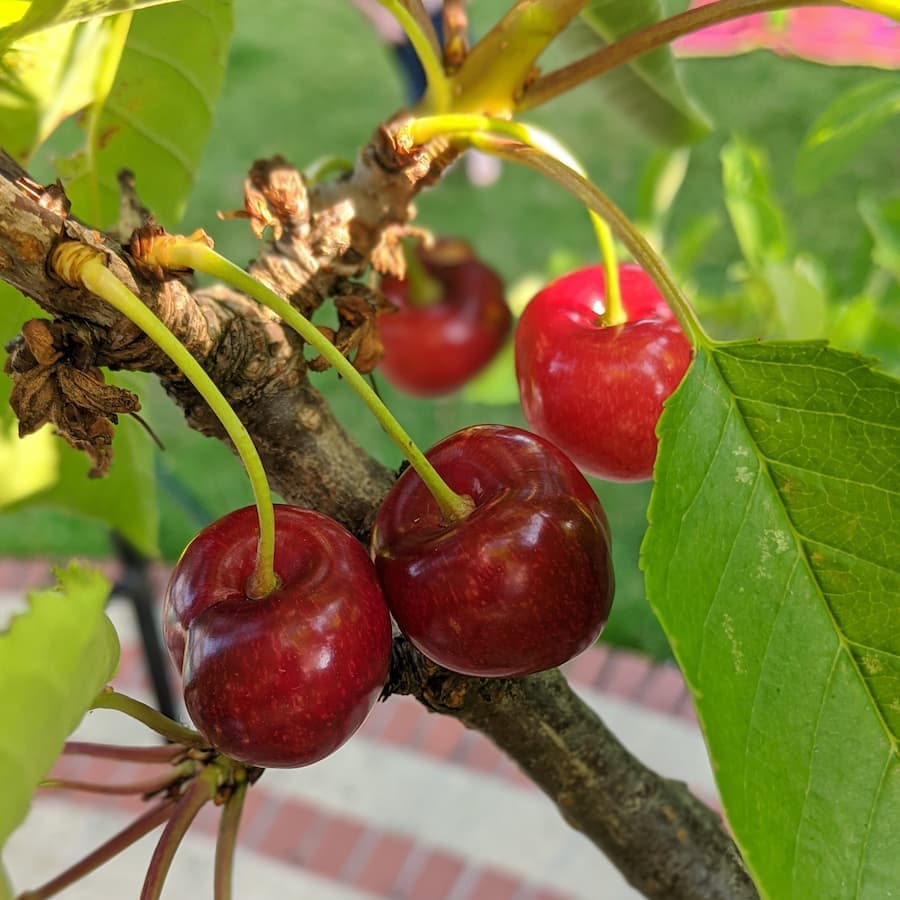 Cherries growing on the tree