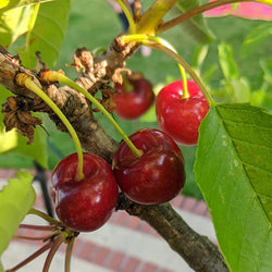 Dwarf Cherry Tree Gift - Fruit Tree Gift - Tree2mydoor