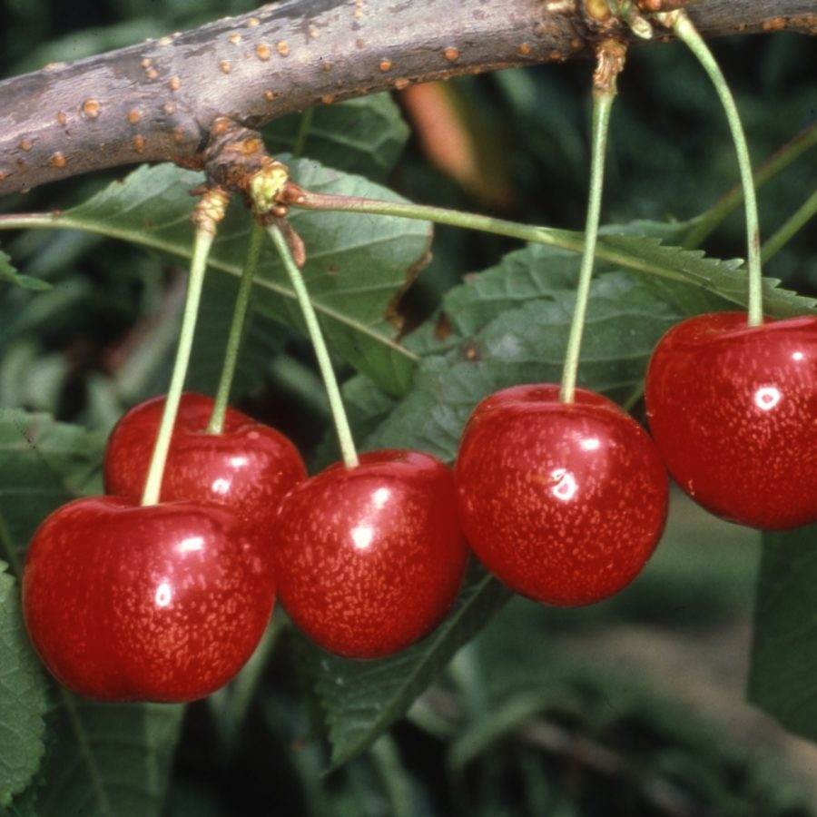Morollo 12L Cherry Morello 1.5m | tree gifts that grow UK – Tree2mydoor