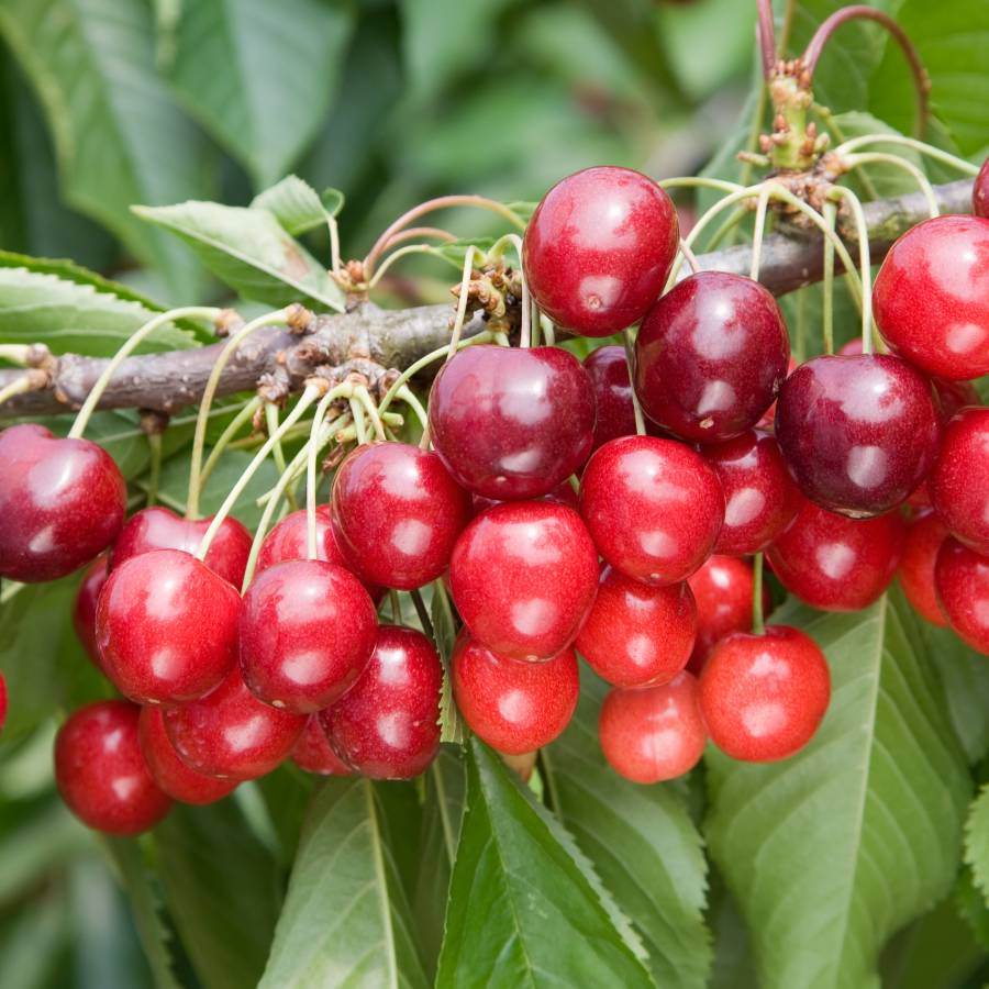 12L Cherry (Prunus) Stella 1.5m Colt (Semi Vigorous) - Gardeners Club - Tree2mydoor