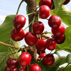 12L Cherry (Prunus) Sunburst 1.5m - Gardeners Club - Tree2mydoor
