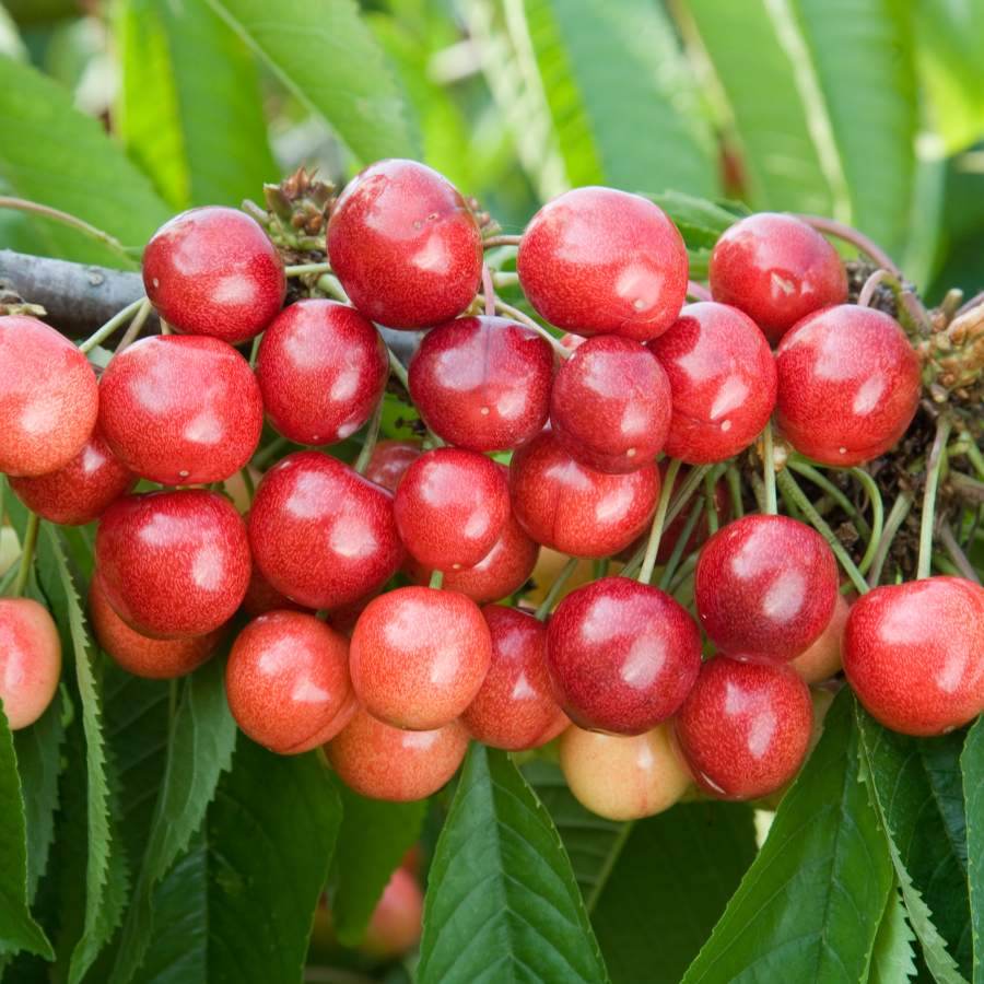 12L Cherry (Prunus) Sweetheart ® 1.5m - Gardeners Club - Tree2mydoor