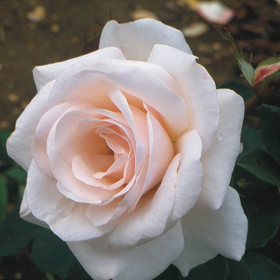 China 20th Anniversary Rose Bush Gift - Rose Bush Gift - Tree2mydoor