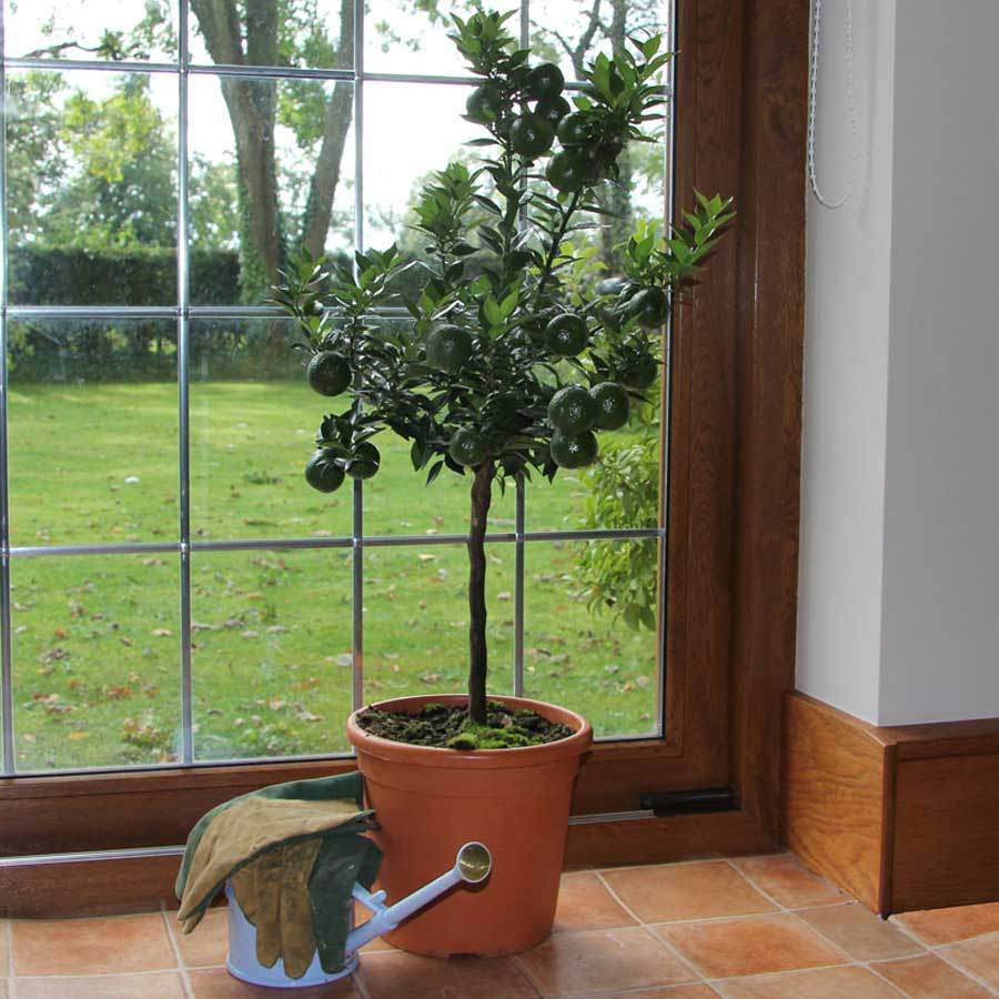 Chinotto Tree Gift - Citrus Tree Gift - Tree2mydoor