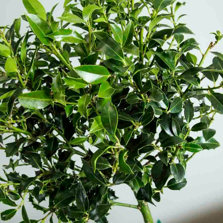 Christmas Holly Tree Gift - Holly Tree Gift - Tree2mydoor