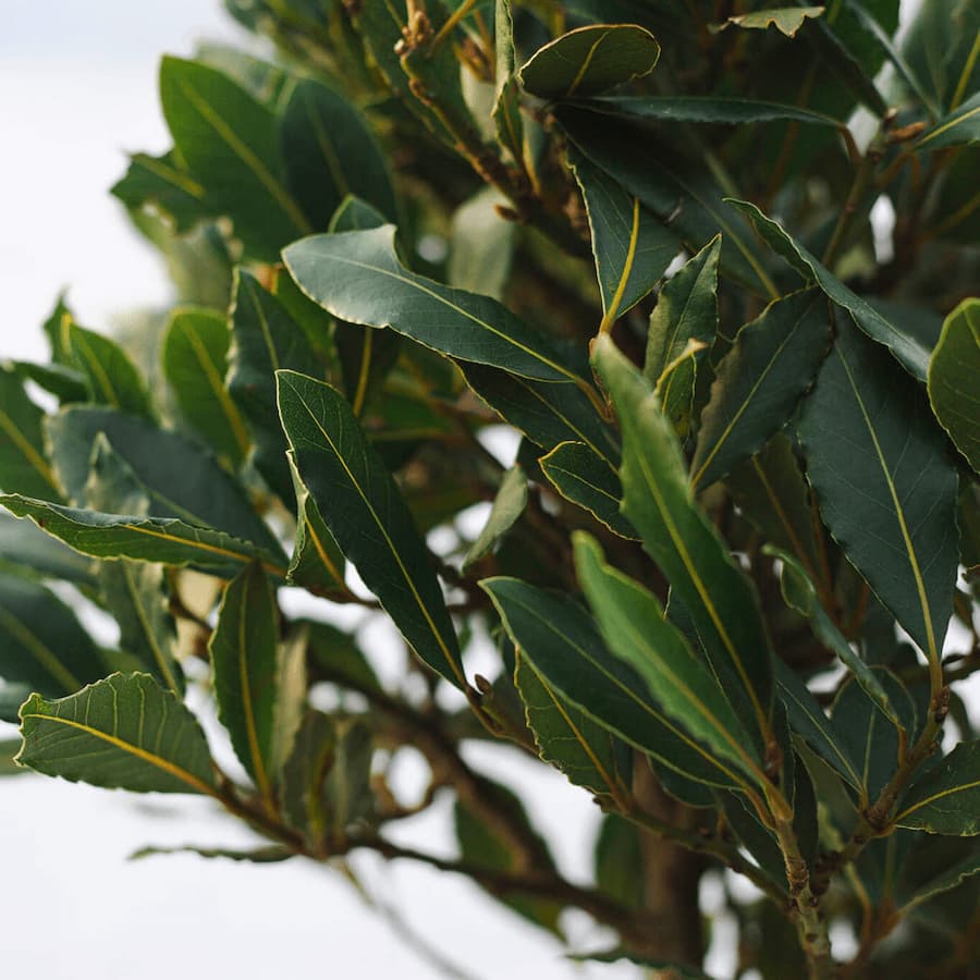 Close up of the evergreen Bay leaves