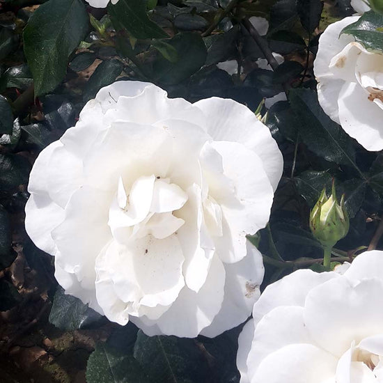 White Wedding Climbing Rose for Sale