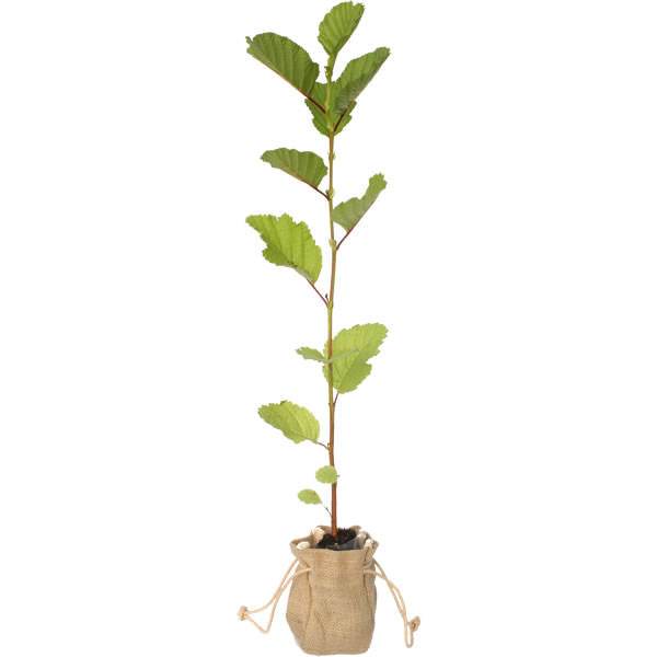 Common Alder Tree - Native Tree Gift - Tree2mydoor