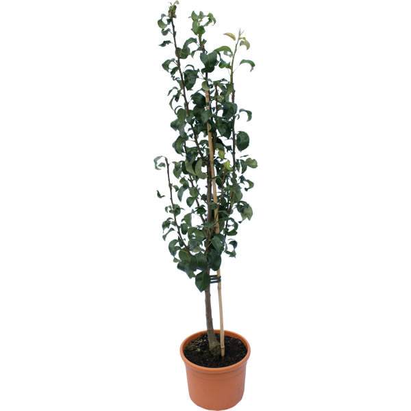 Concorde Pear Tree Gift - Fruit Tree Gift - Tree2mydoor