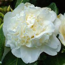 Congratulations Camellia Gift - Camellia Tree Gift - Tree2mydoor