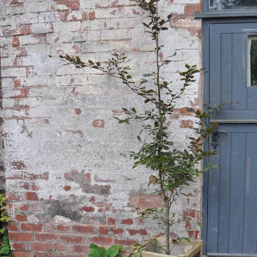 Large Copper Beech Tree Gift - Gardeners Club - Tree2mydoor