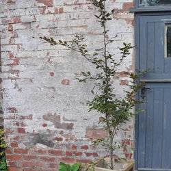 Large Copper Beech Tree Gift - Gardeners Club - Tree2mydoor