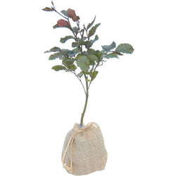 Copper Beech Tree Gift - Native Tree Gift - Tree2mydoor