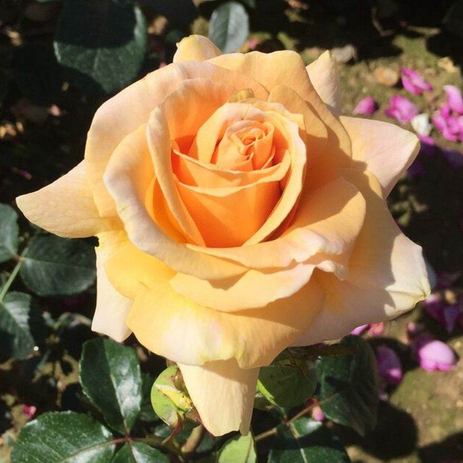 Coral 35th Anniversary Rose Bush Gift - Rose Bush Gift - Tree2mydoor